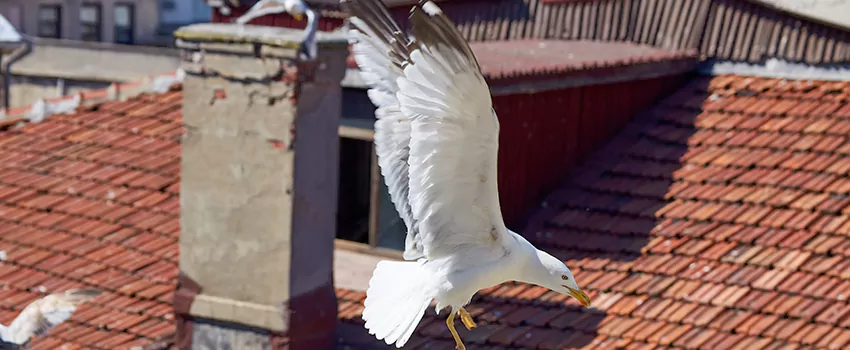 Residential Chimney Animal Removal Solution in Shawnee, OK